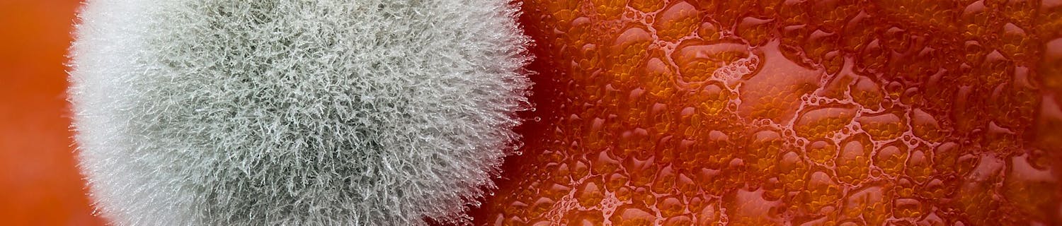 5. pladsen: Mold on a tomato Mold on a tomato, Dean Lerman, Small World